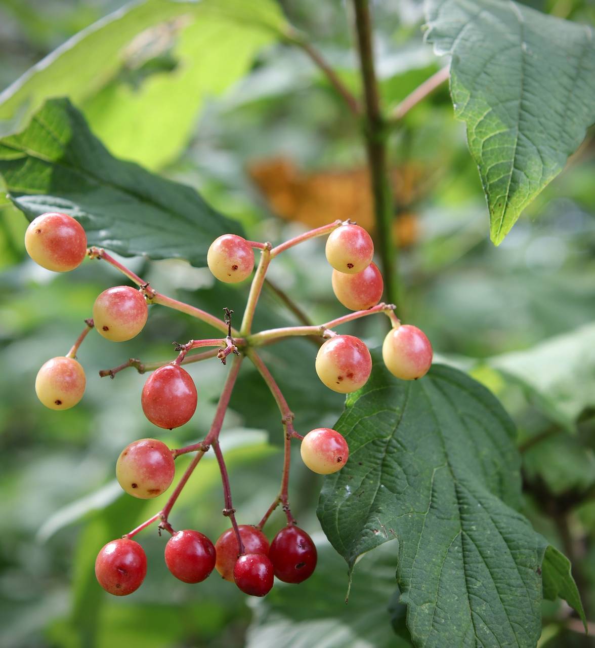 Photo of European Cranberrybush Viburnum